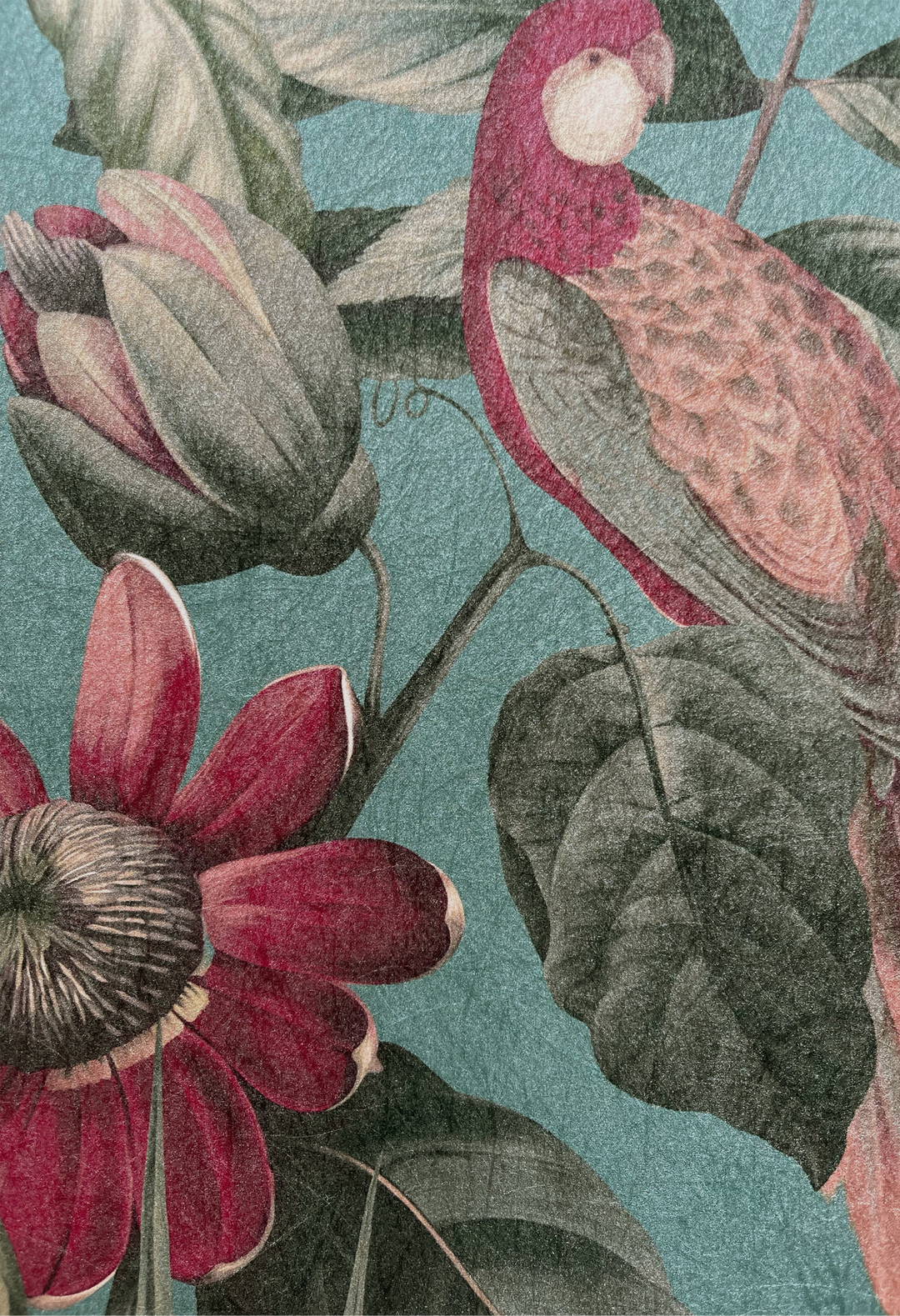 Passiflora Wallpaper