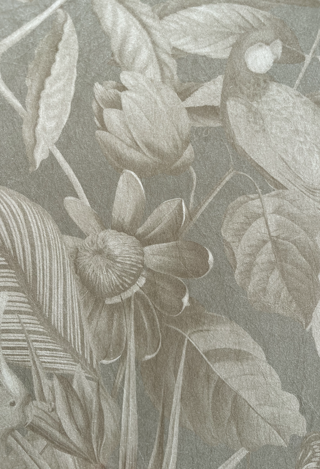 Passiflora Wallpaper