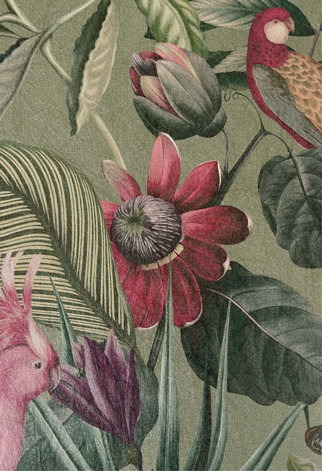 Passiflora Wallpaper