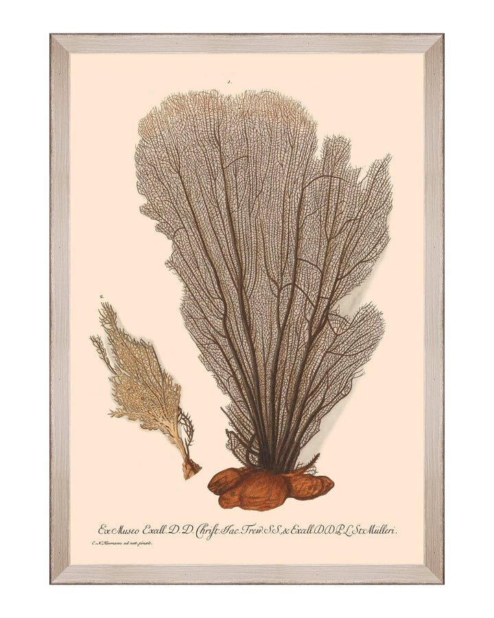 Deliciae Naturae Framed Art Prints