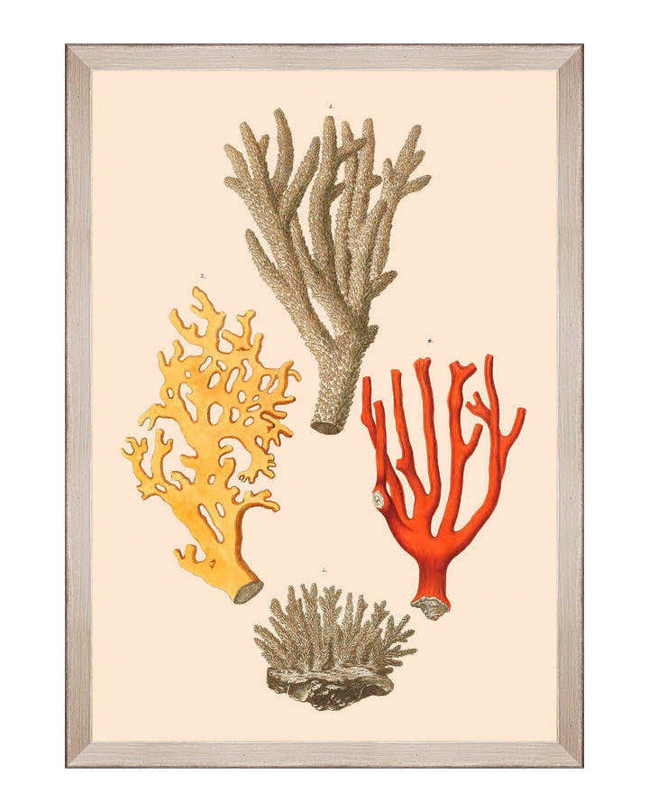 Deliciae Naturae Framed Art Prints