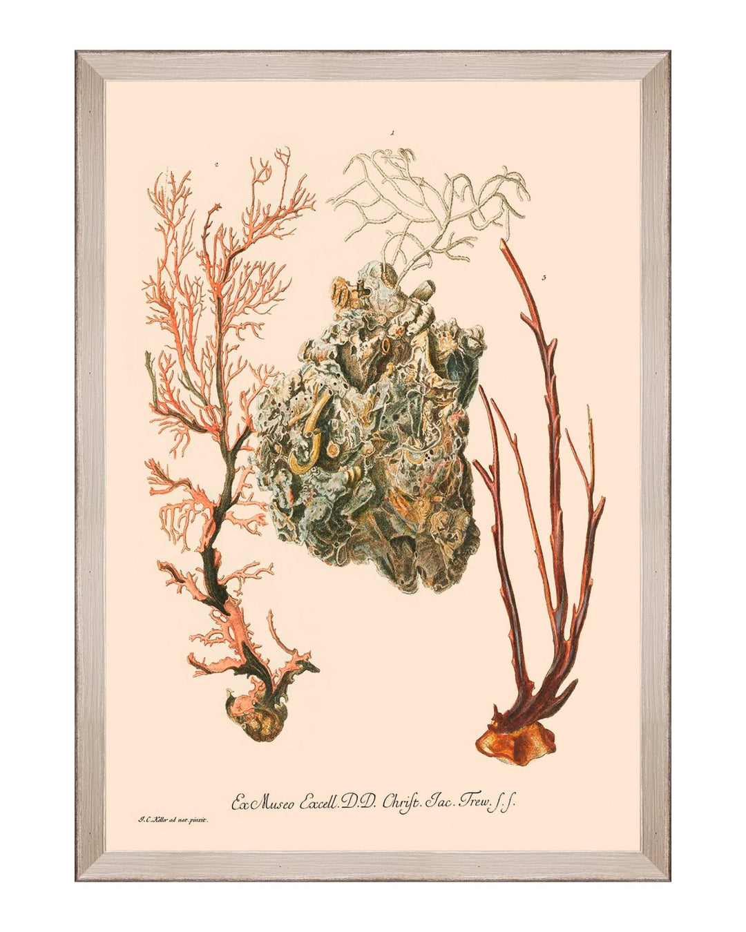 Deliciae Naturae Framed Art Prints