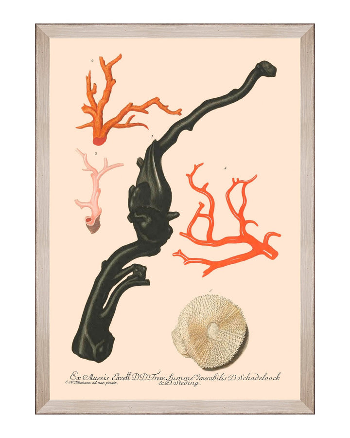 Deliciae Naturae Framed Art Prints