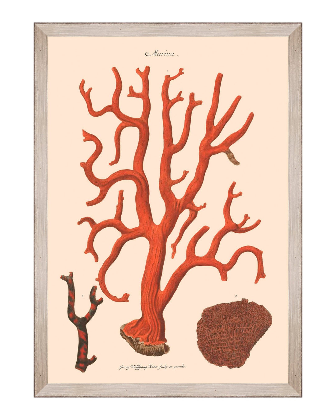 Deliciae Naturae Framed Art Prints