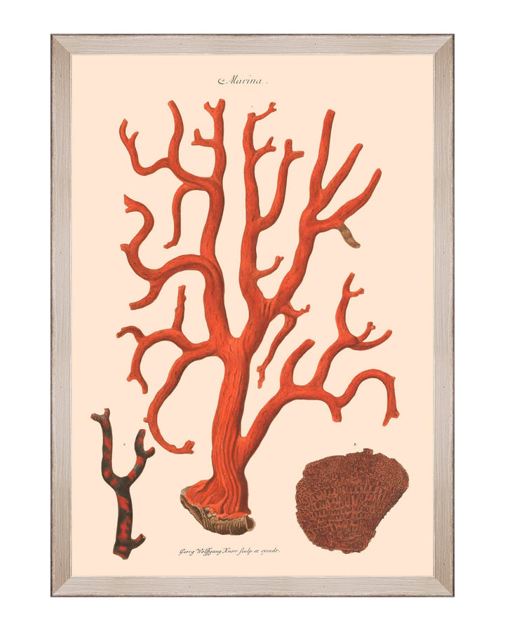 Deliciae Naturae Framed Art Prints