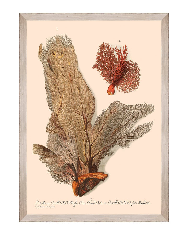 Deliciae Naturae Framed Art Prints