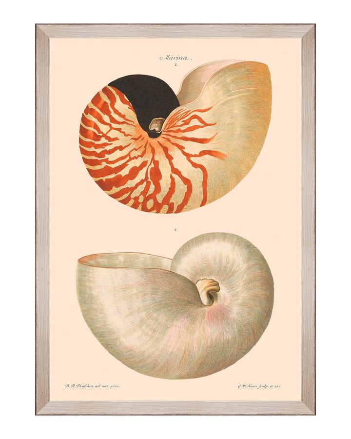 Deliciae Naturae Framed Art Prints