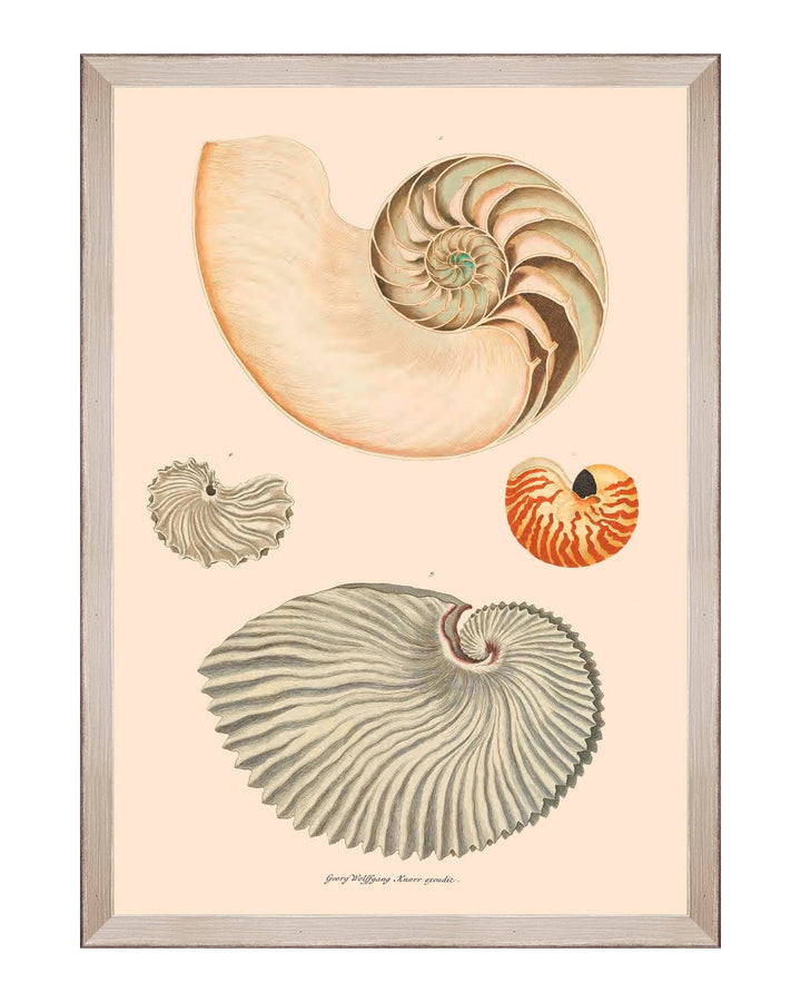 Deliciae Naturae Framed Art Prints