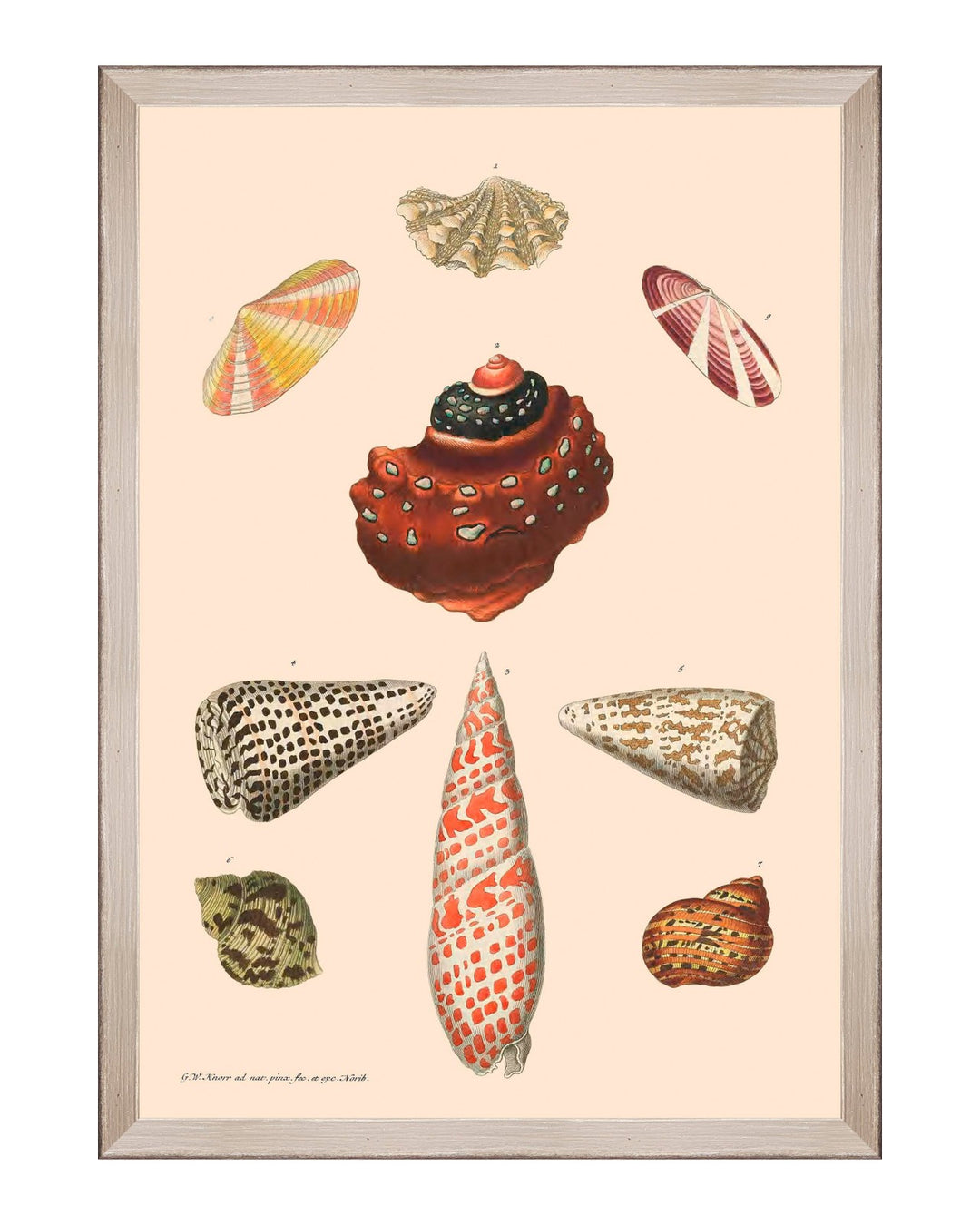 Deliciae Naturae Framed Art Prints