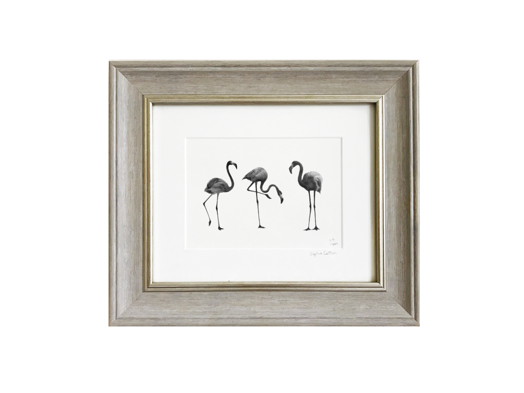 The Three Flamingos Fine Art Print