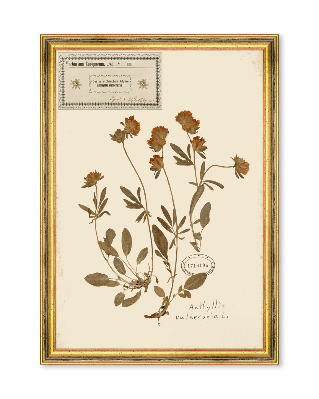 Herbarium Alpinium Framed Art