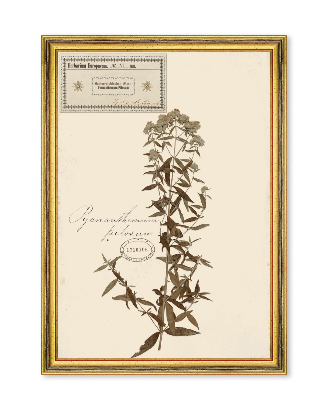 Herbarium Alpinium Framed Art