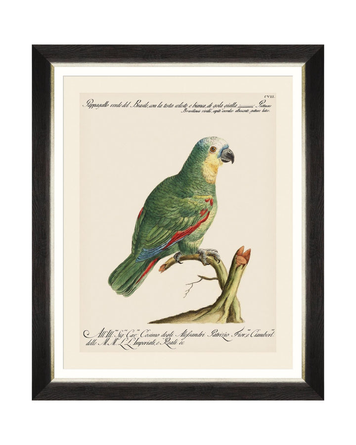 Parrots of Brazil Framed Prints
