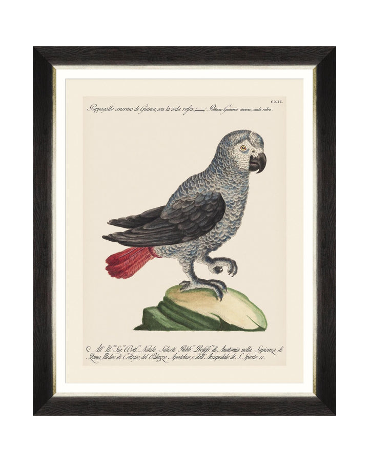 Parrots of Brazil Framed Prints